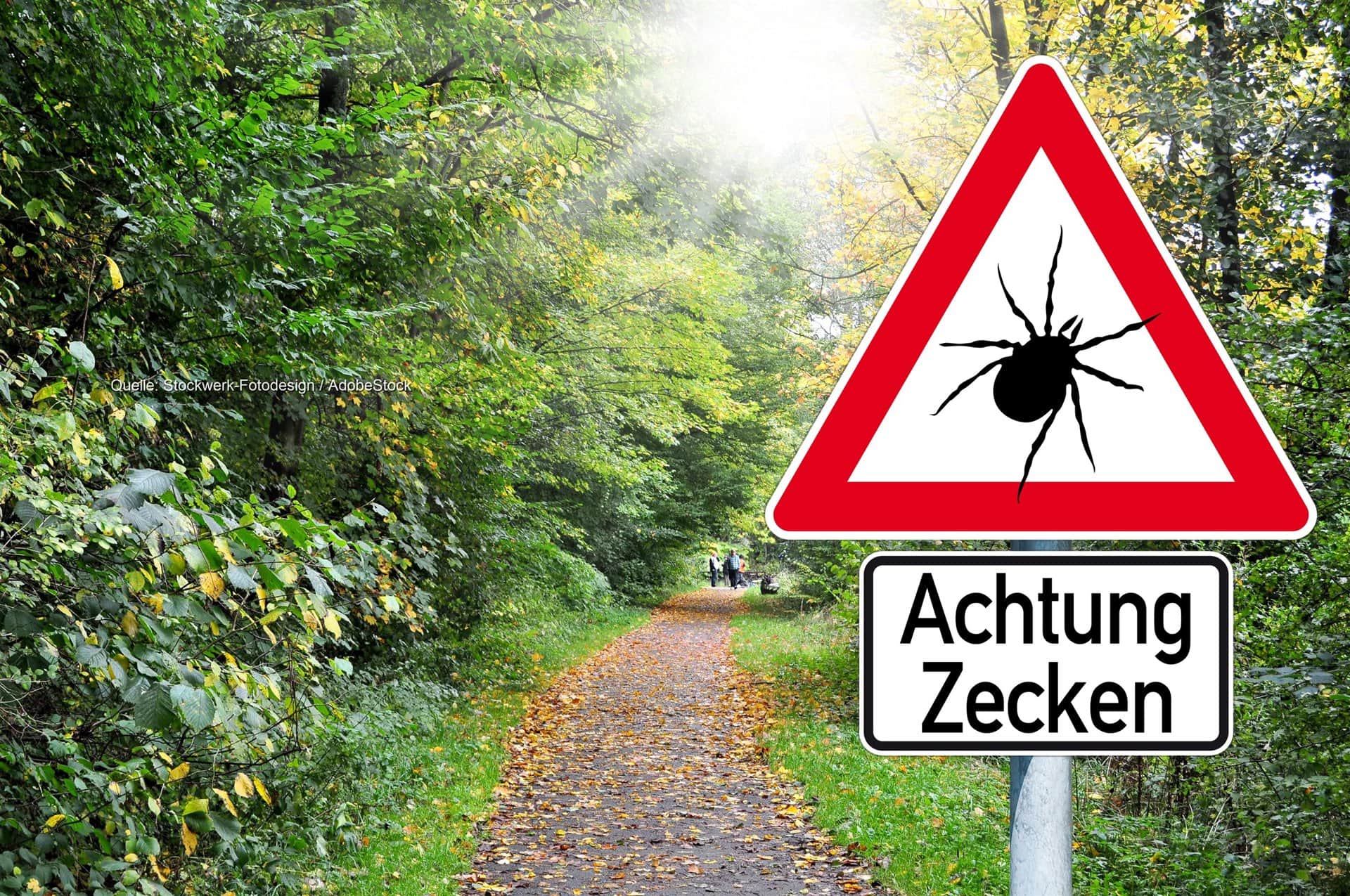 Zecken in Deutschland: Herbstregen bringt zweite Hochphase