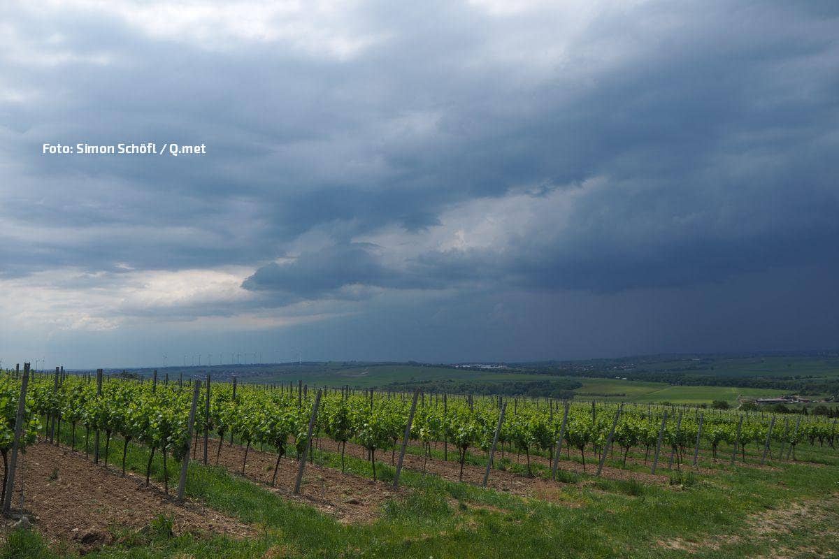 Frühe Weinlese im Südwesten: Hitze und Hagel bedrohen Trauben