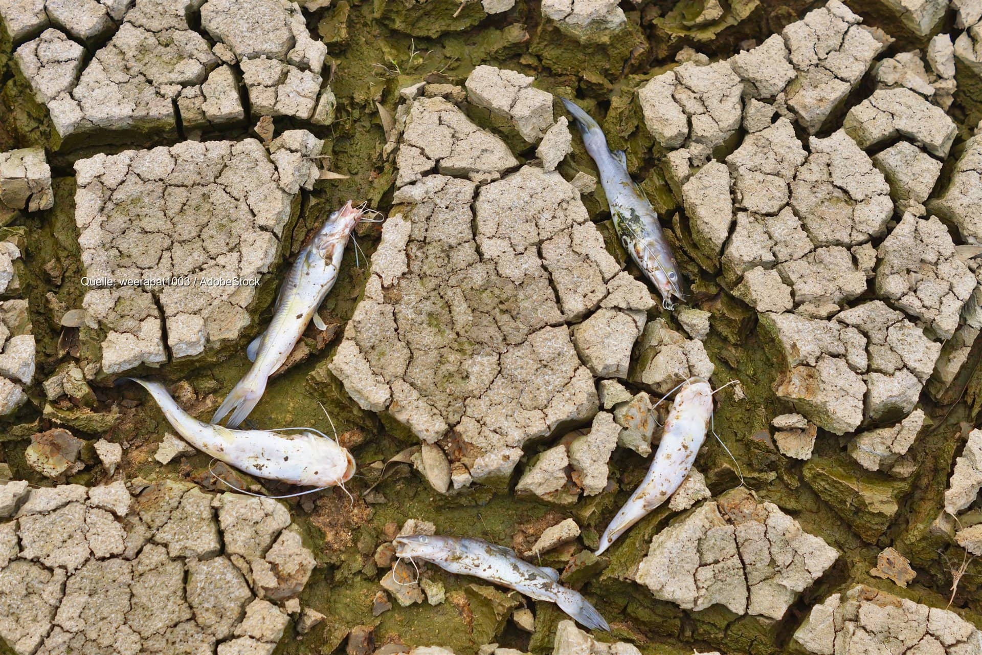 Trockene Bäche in Deutschland: Vereine retten Fische mit Keschern