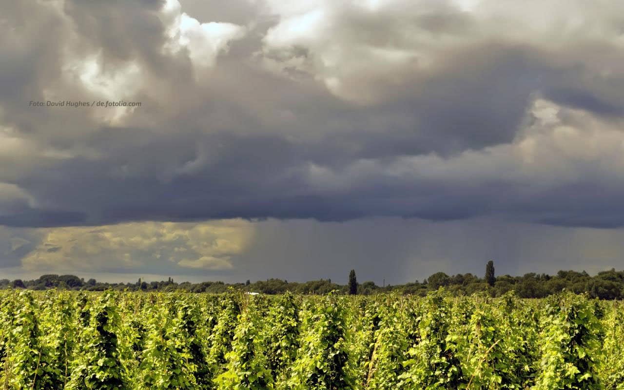 Rapsaussaat im Staub: Süden hofft auf Regen ab Donnerstag