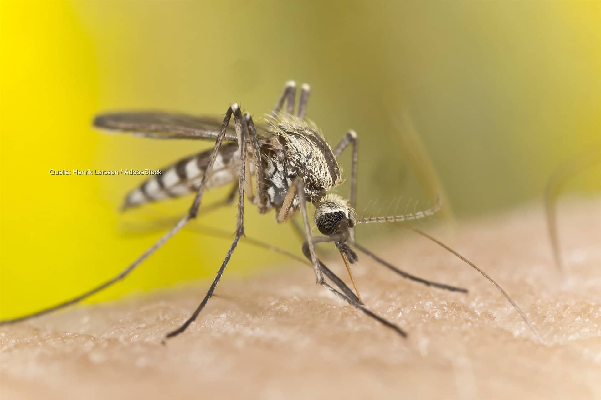 West-Nil-Virus in Europa: Spätwärme verlängert die Saison