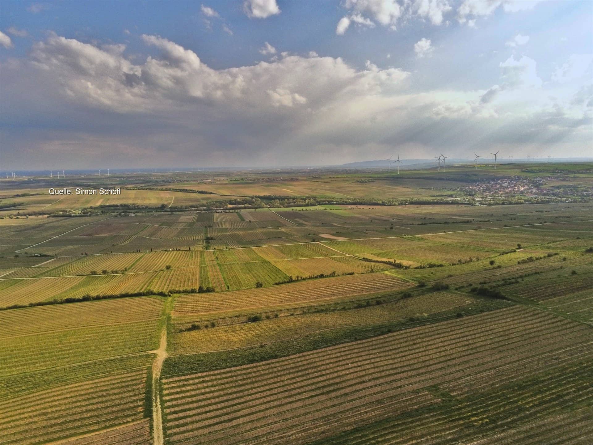 Regen ab Mittwoch: Fäulnisrisiko in Deutschlands Weinbergen