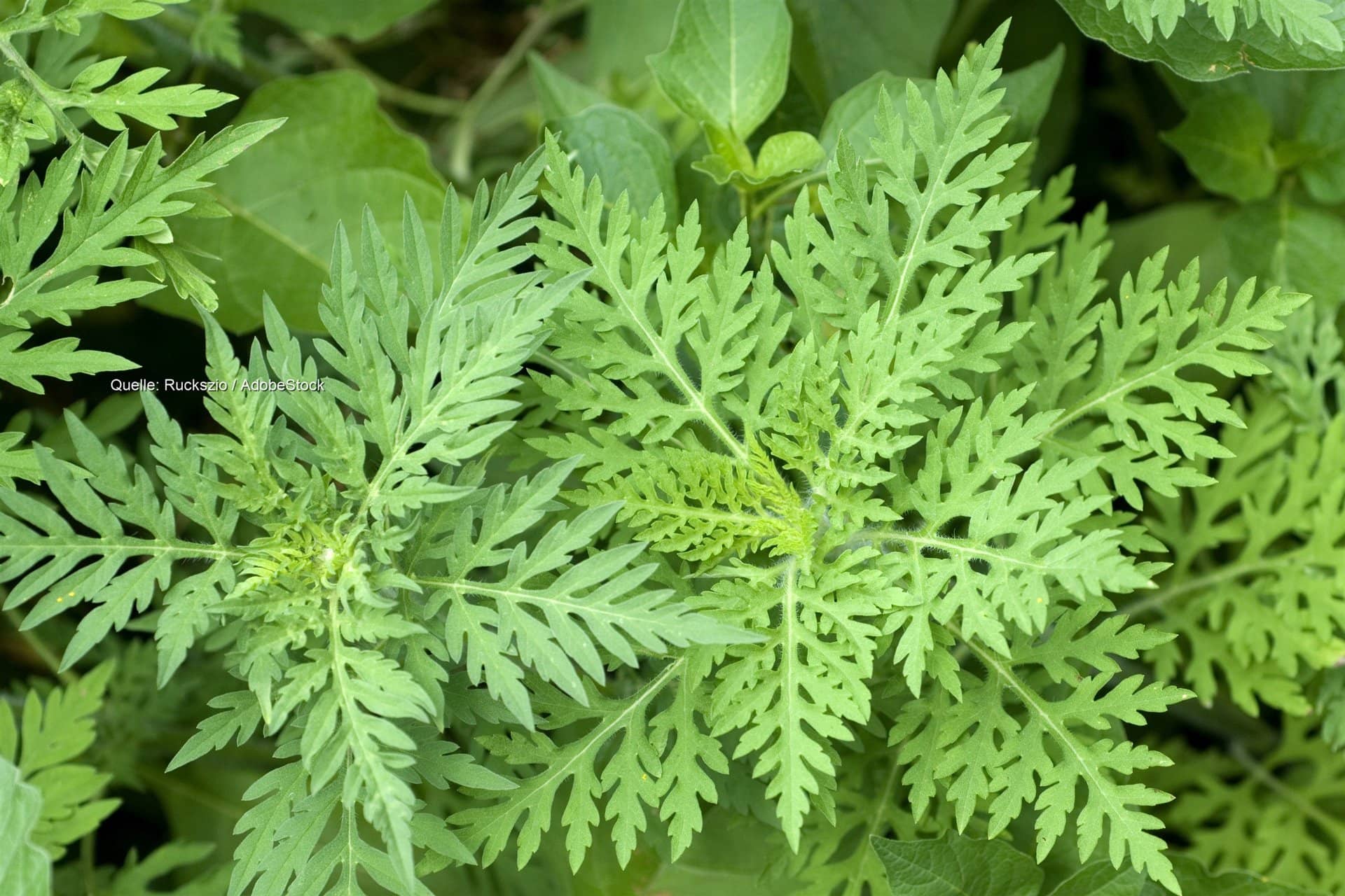 Ambrosia-Pollen in Südbrandenburg: Regen bringt Entlastung