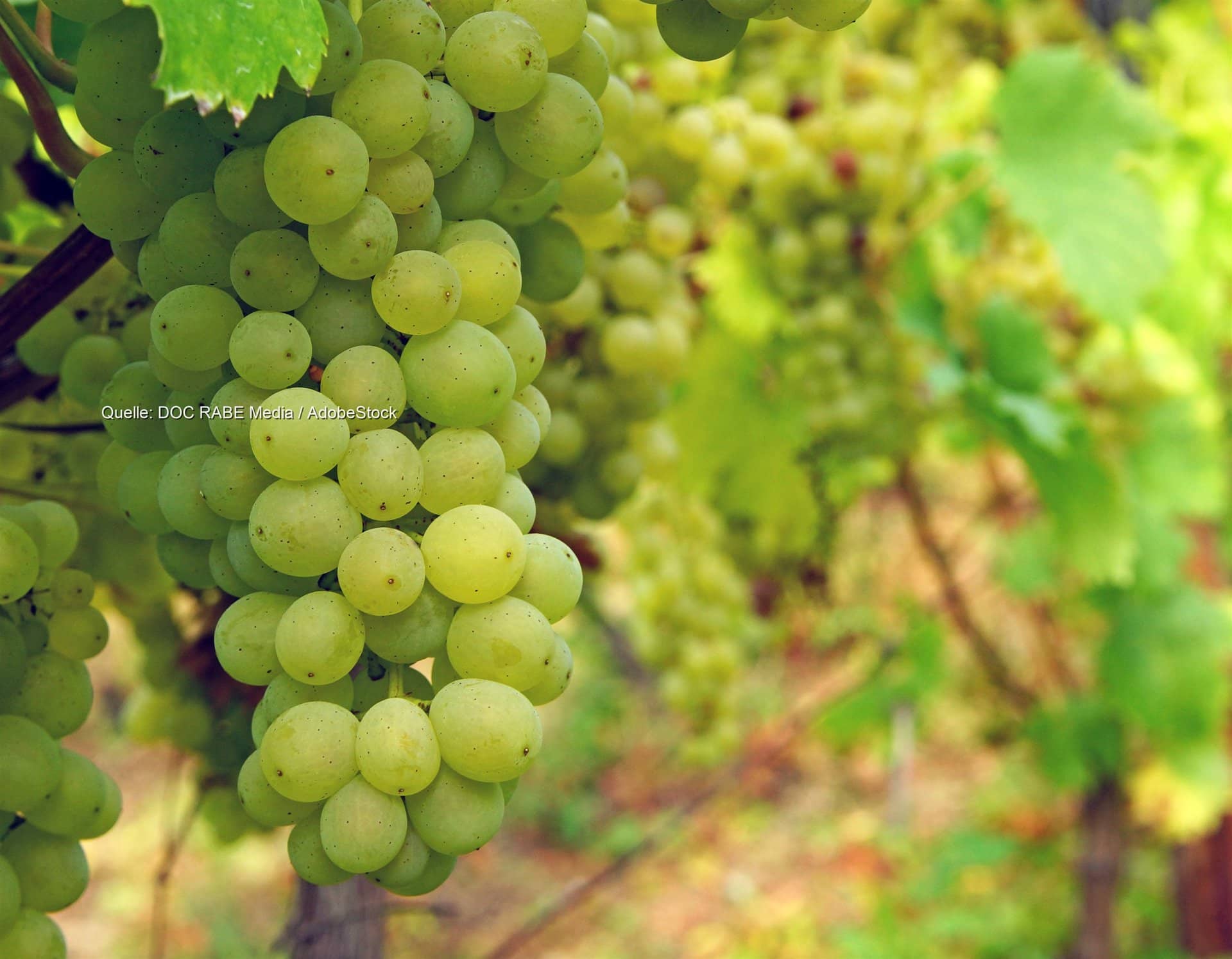 Weinlese an Rhein und Mosel: Regen erhöht Fäulnisrisiko