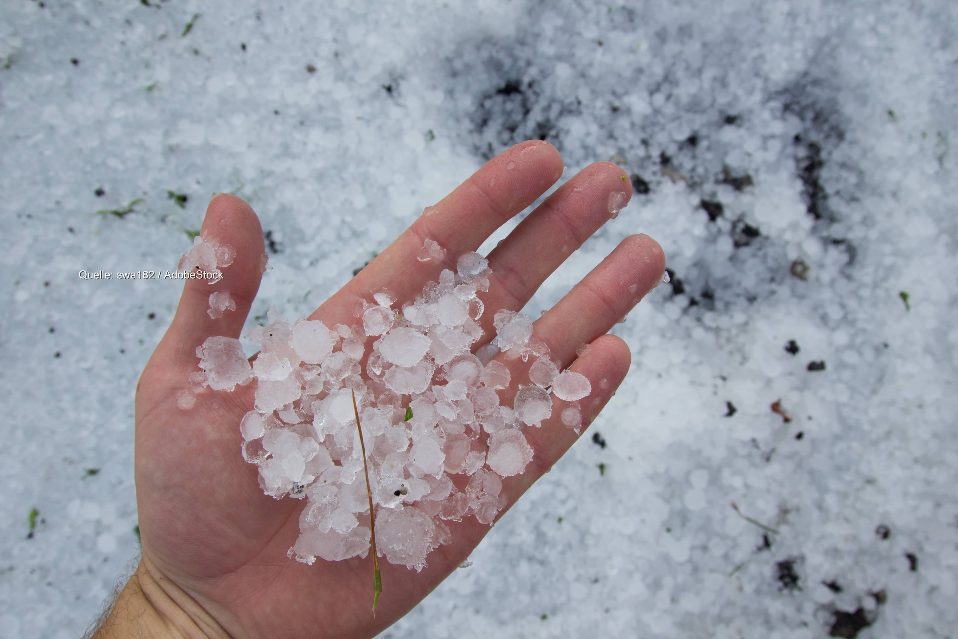 Hagel um drei Zentimeter zwischen Donau und Alpen: Obstbauern beziffern Schäden auf über 30 Millionen Euro