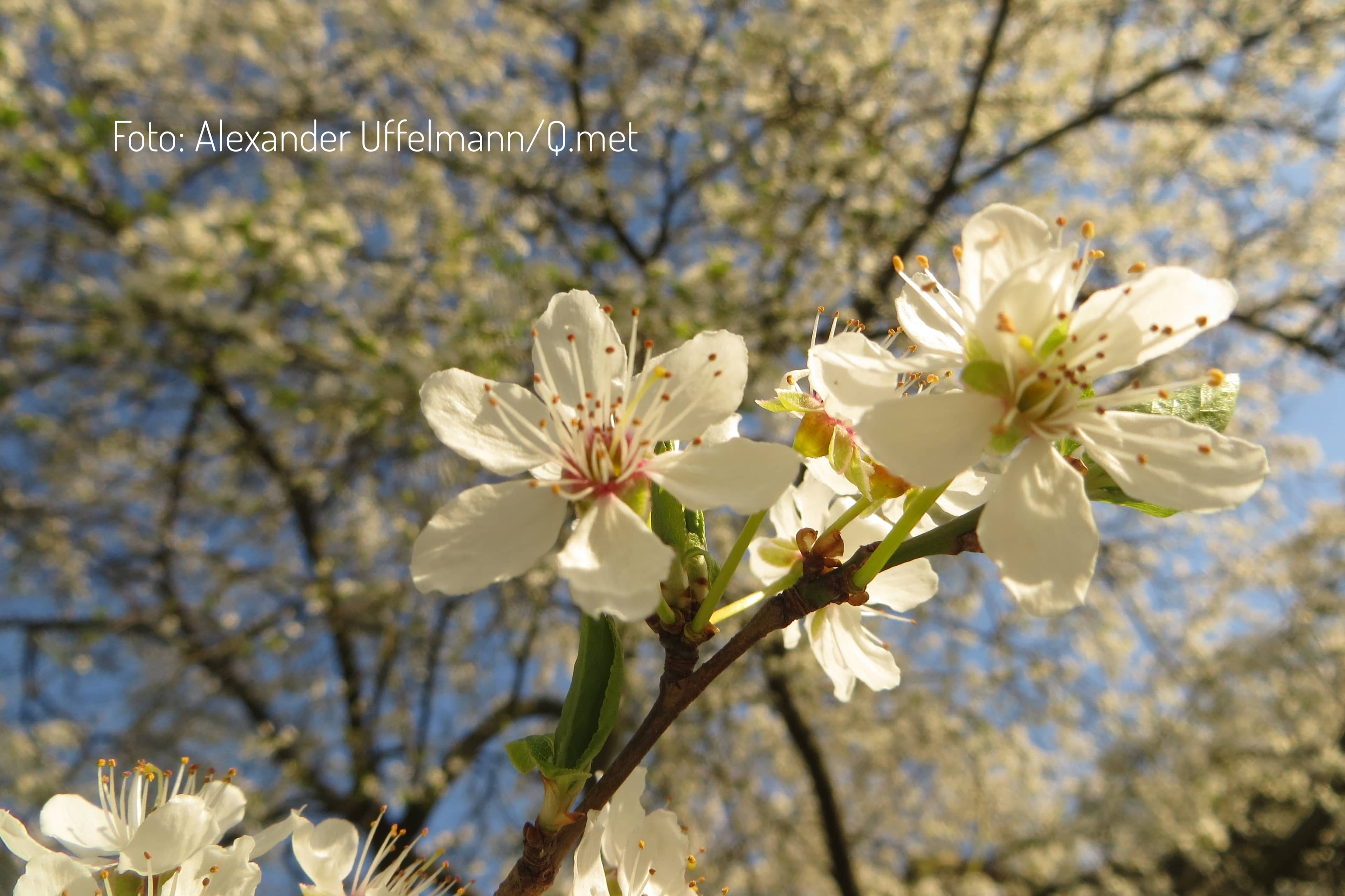 Es bleibt warm: März startet mit Turbo-Frühling!
