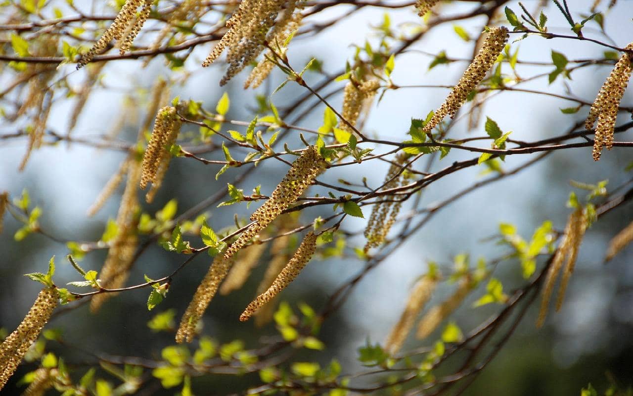 Die Pollen sind los: Birken-, Weiden- und Pappelpollen haben jetzt Hochkonjunktur
