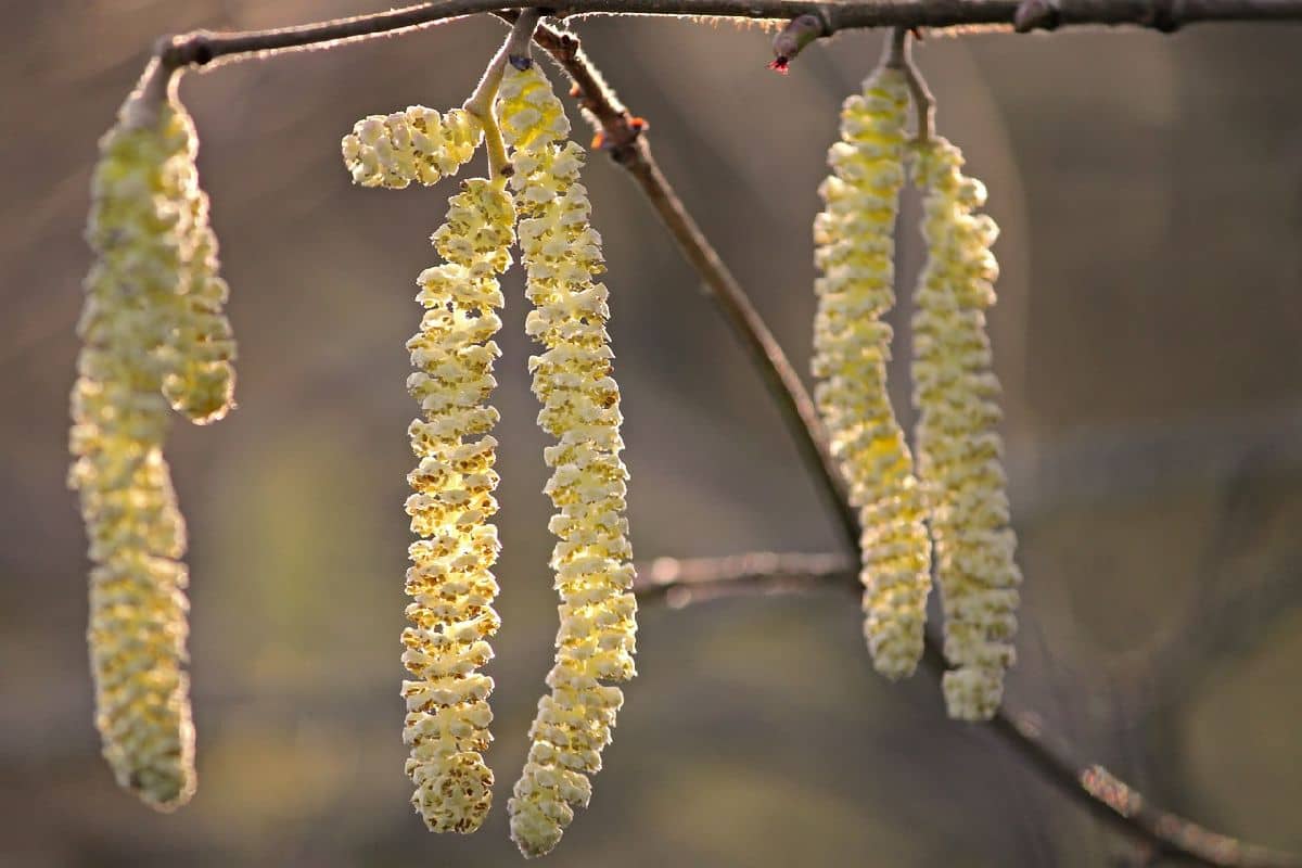 Was sind Pollen?