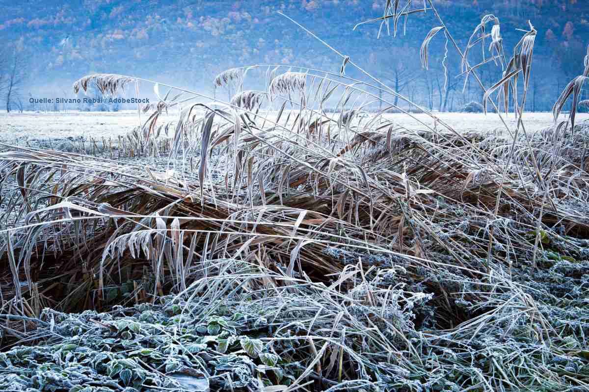 Bodenfrost in Mittelgebirgstälern: Gärtner müssen vorsorgen