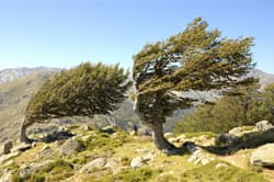Bergwind