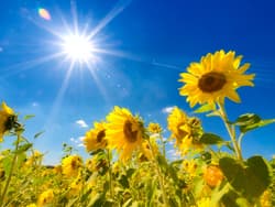 Hochsommer