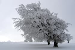 Hochwinter