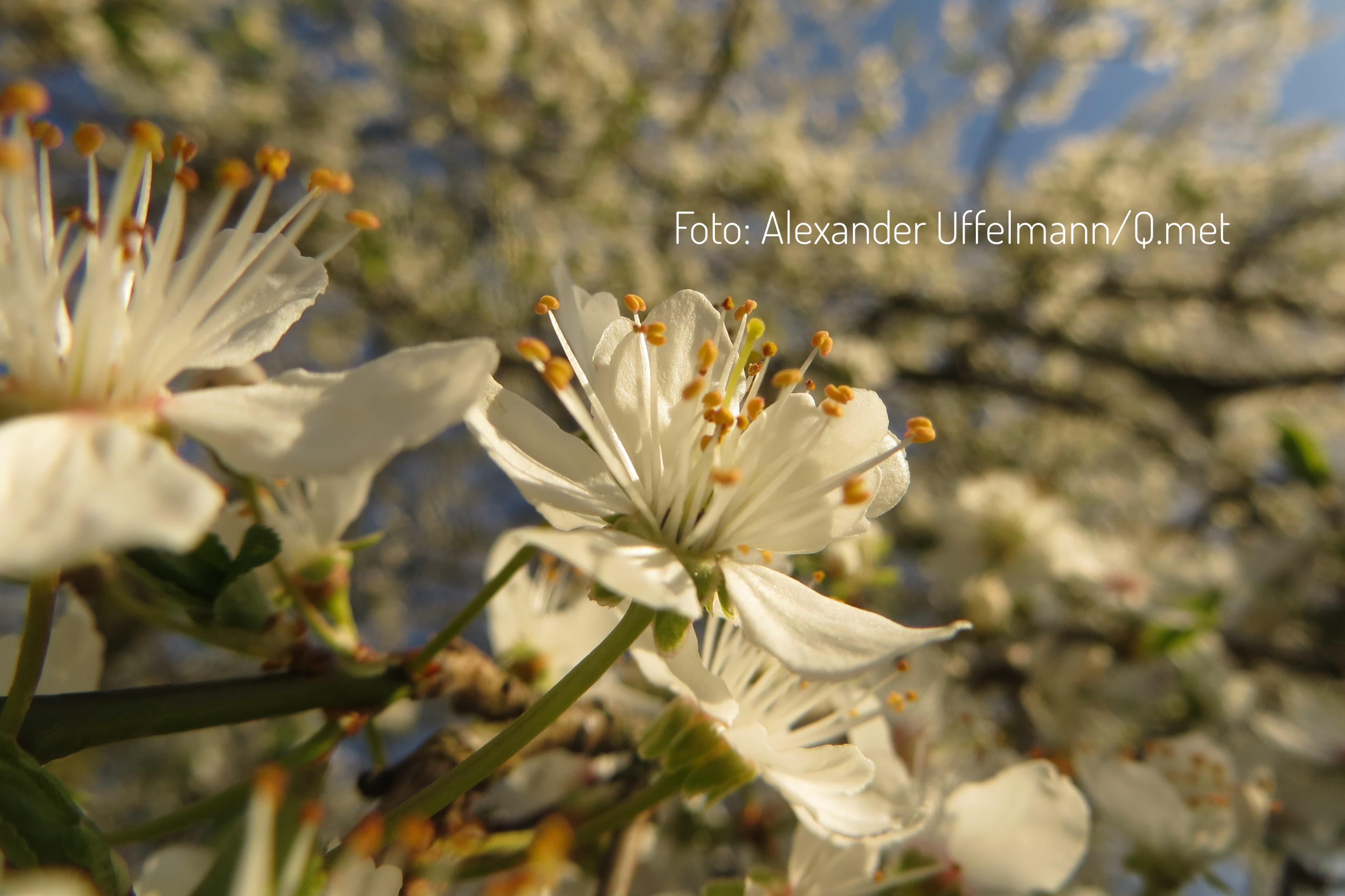 Bis zu 25 Grad möglich: Jetzt dreht der Frühling richtig auf!