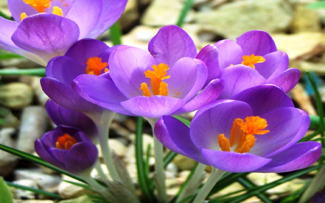Hoch Erika hat noch lange nicht genug - Vorfrühling in Sicht