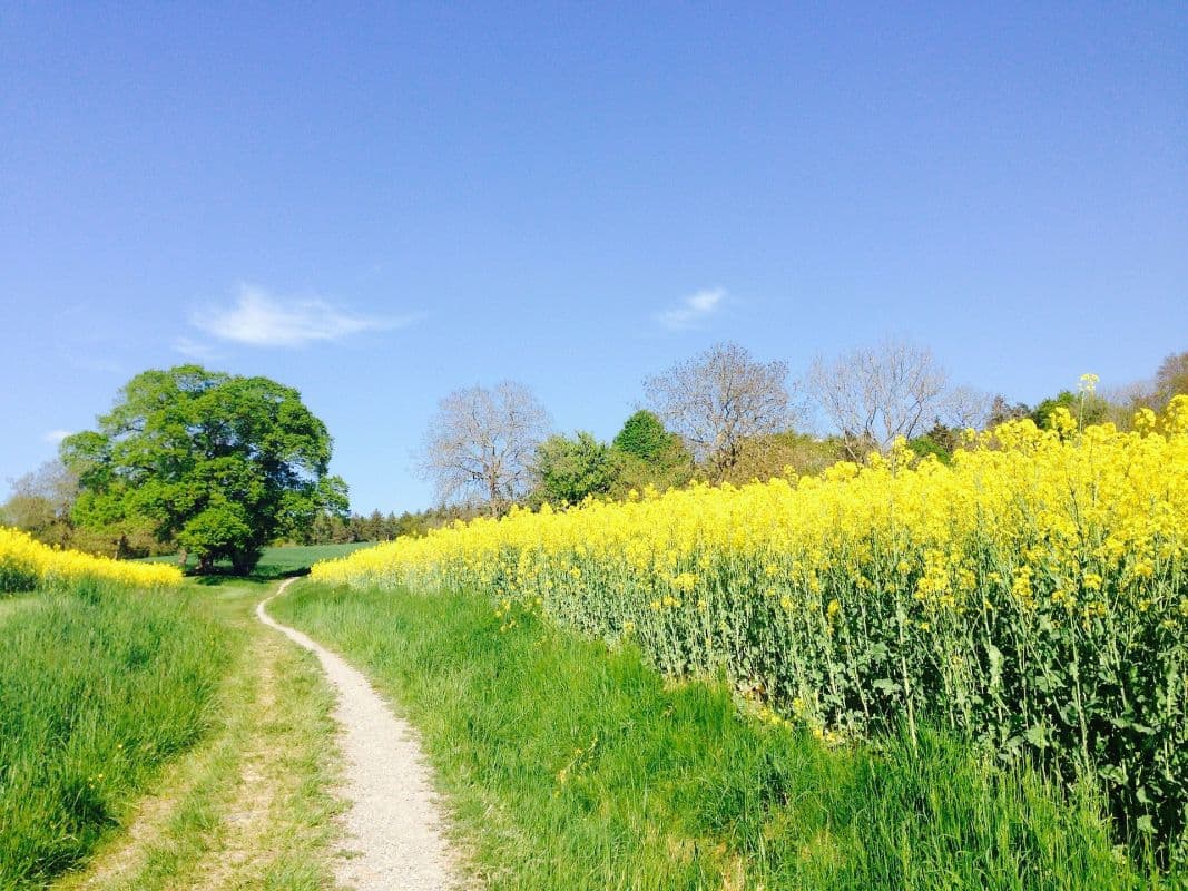 Sonniges Tagesende, ab morgen regional leicht wechselhaft