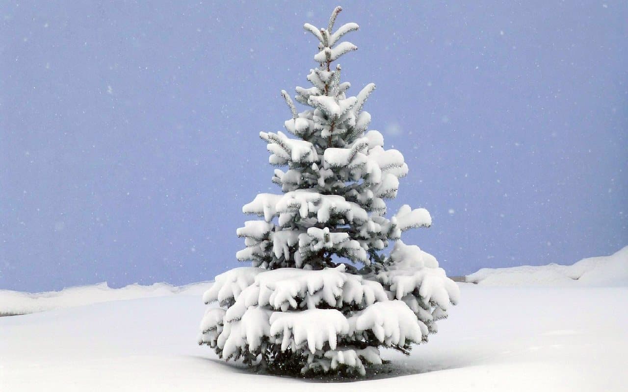 Der Trend: Weihnachtstauwetter auf Kurs