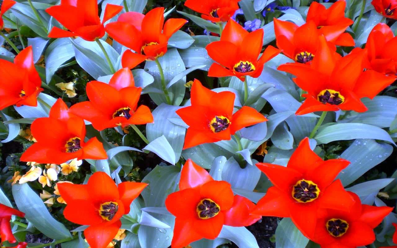 Hoch Hannelore bringt den Frühling