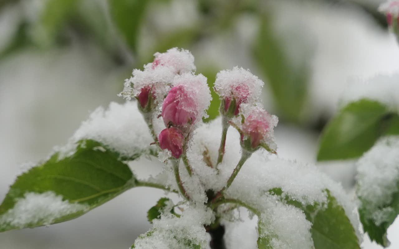 Kommt ein Fröstelfrühling?