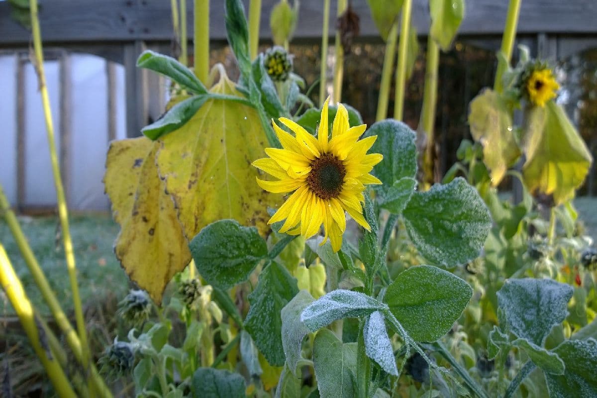 Herbst wirft mit Nachtfrost erste Schatten voraus