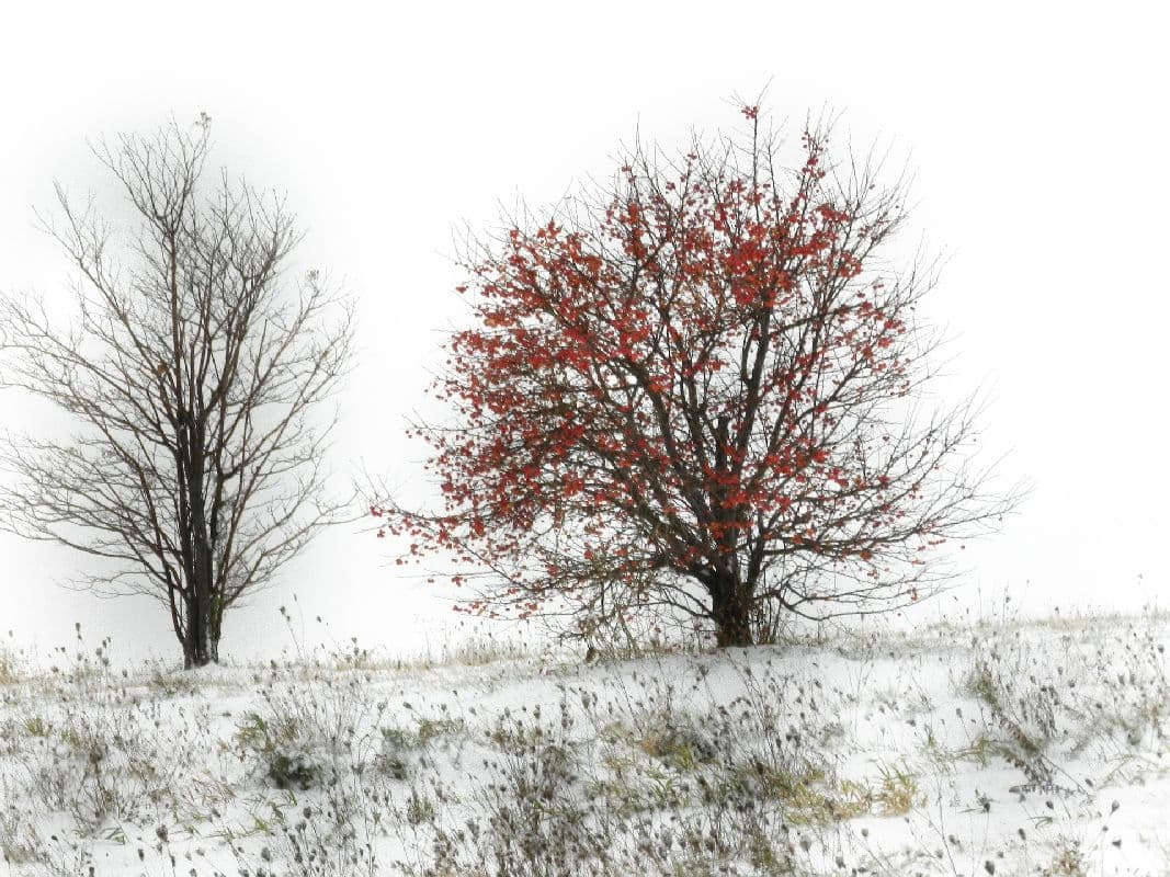 Am ersten Maiwochenende erneut Schneefall und Frost möglich!