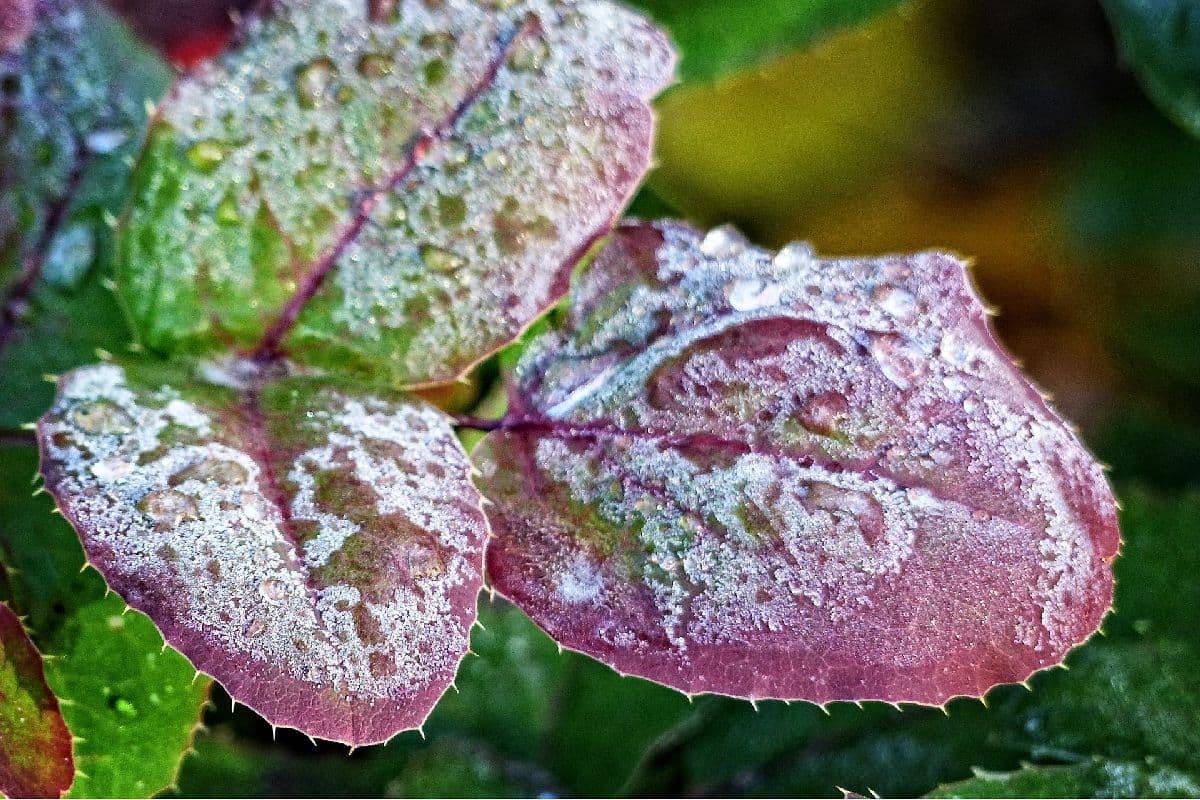 Vorgezogene Eisheilige: Spätfröste gefährden Obstbaumblüte