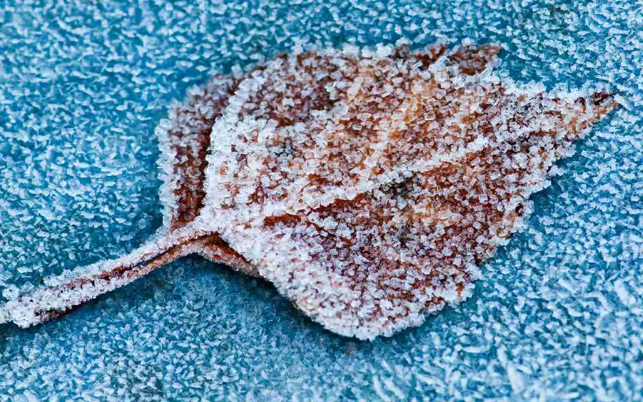 Frost-Alarm in der nächsten Woche!