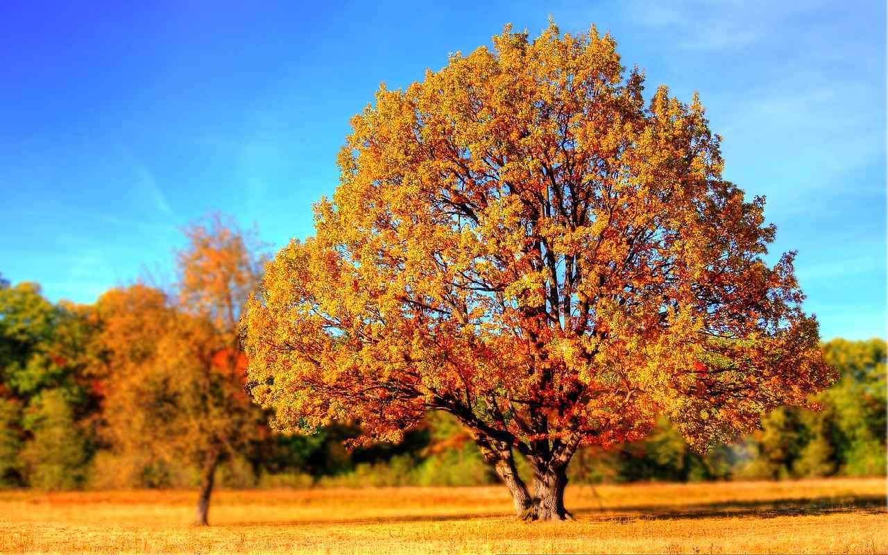 Nach Nebel sonnig-golden und trocken