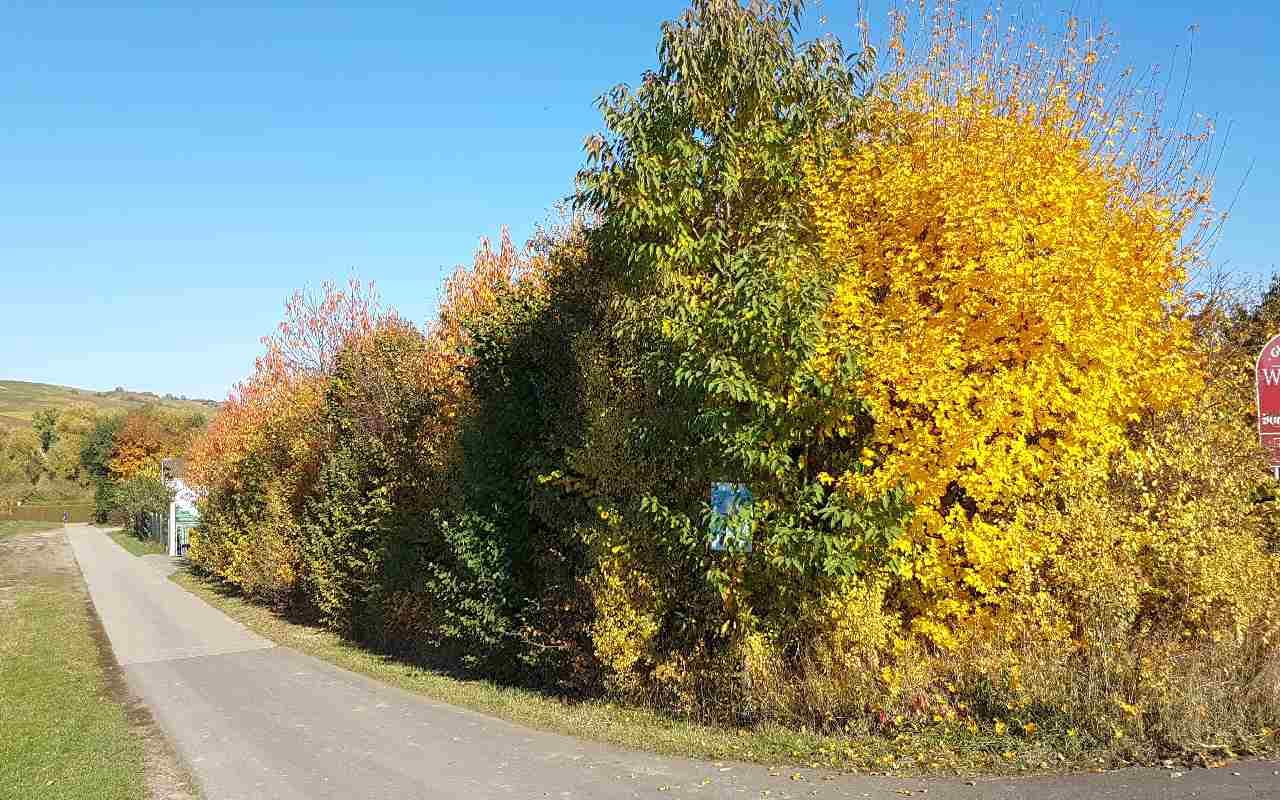 Goldenes Oktoberwetter