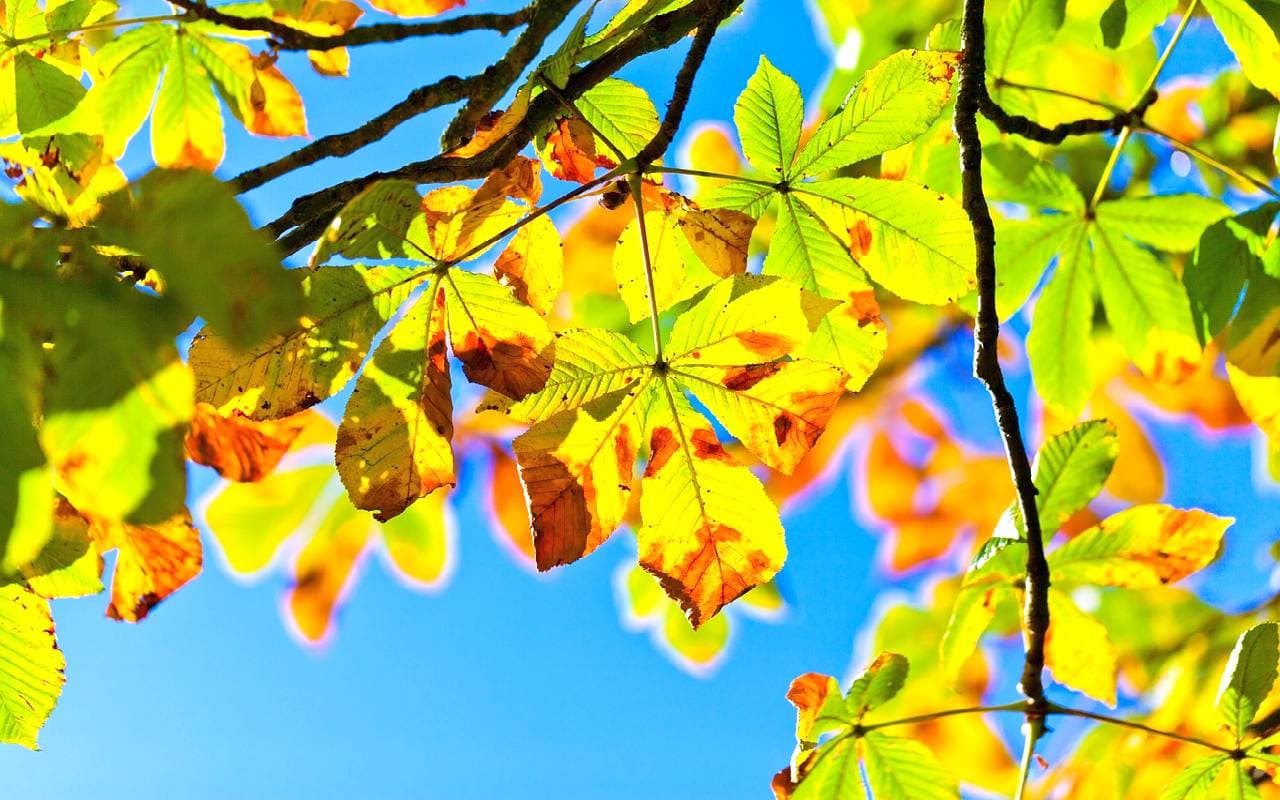 Erst Altweibersommerwochenende, dann nass-kühler Oktoberstart
