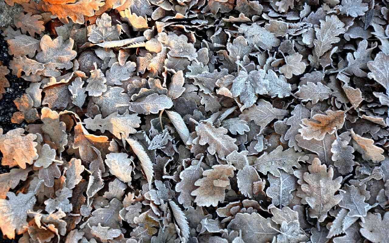 Über 10 Grad kälter: Nächste Woche Blümchen-Alarm!