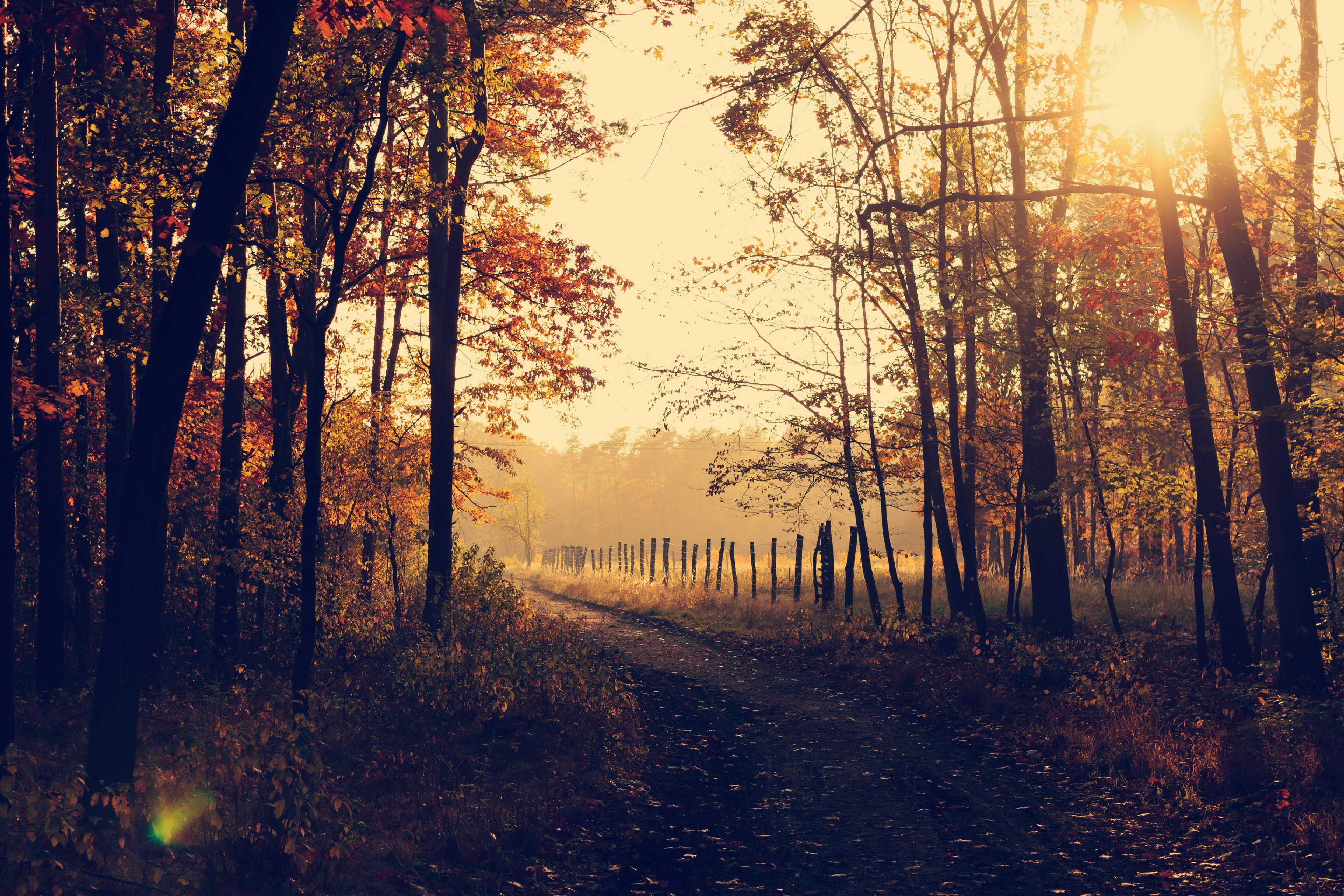 Goldener Herbst oder nasses Grau: Wie wird der Herbst 2025 in Deutschland?