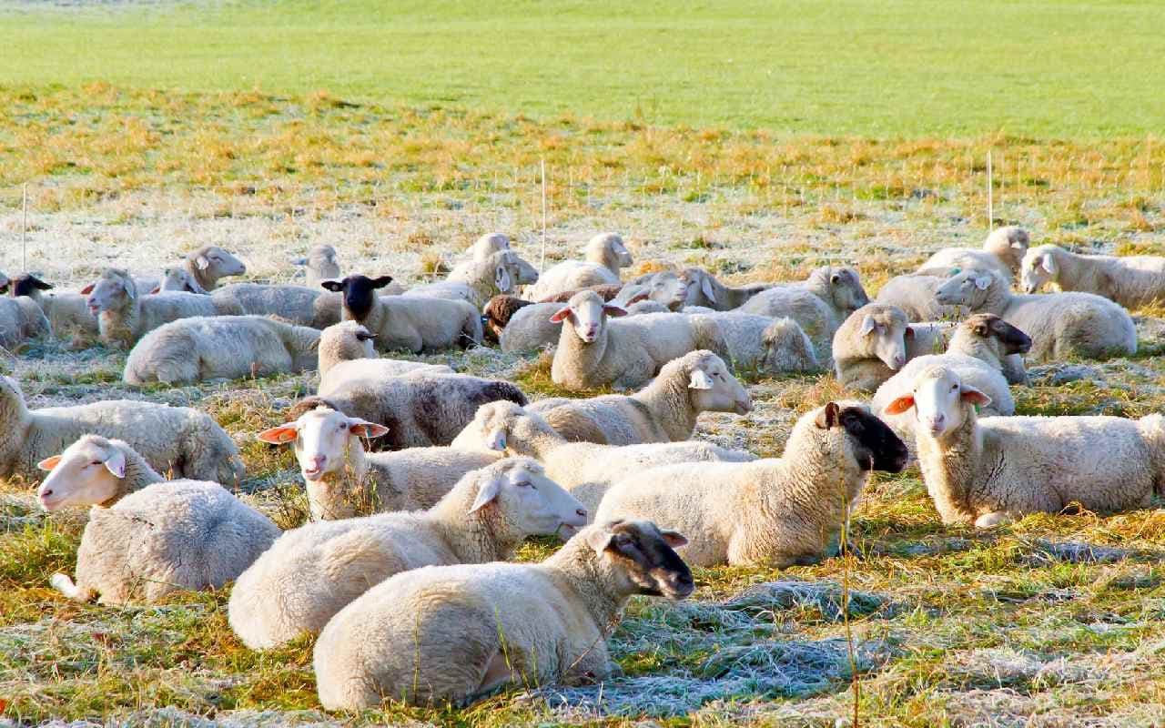 Nochmal Bodenfrostgefahr? Voreilige Schafskälte im Anmarsch