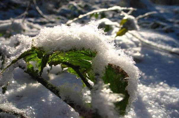 Winter lässt sich nicht mehr blicken!