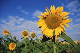 Pflanzenwachstum profitiert vom schwülen Wetter