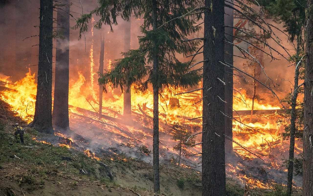Erneut massive Waldbrände in Portugal