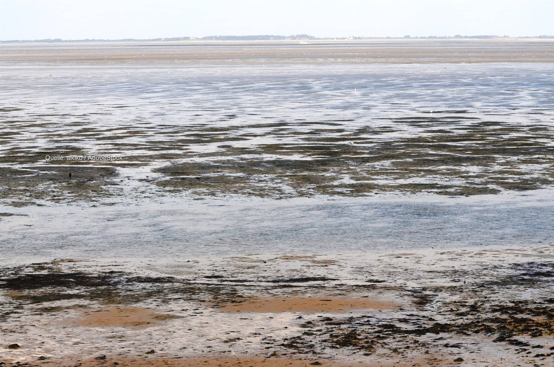 Meereshitze an Nord- und Ostsee: Blaualgen und Sauerstoffmangel