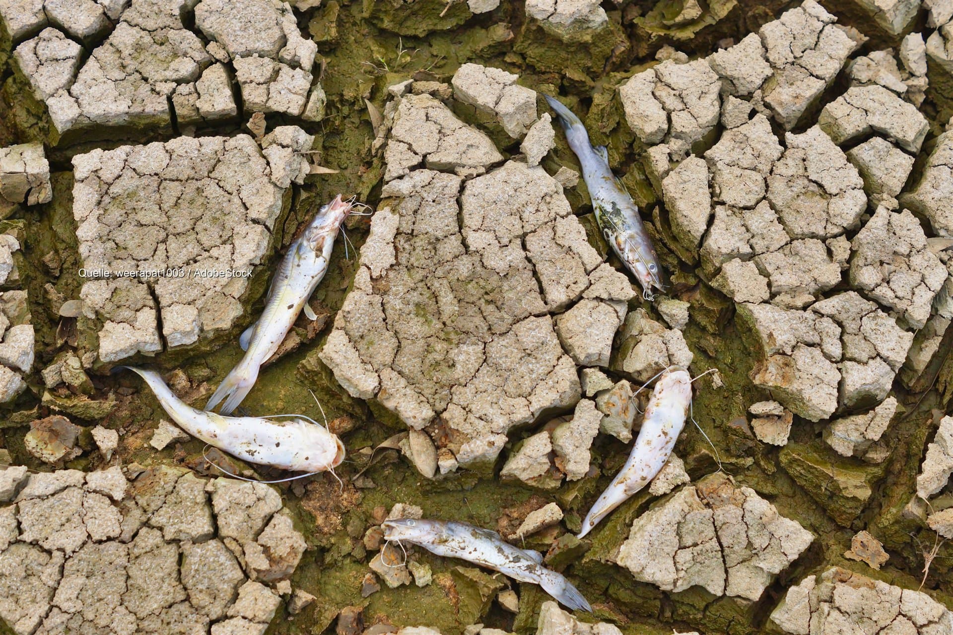 Trockene Bäche in Deutschland: Vereine retten Fische mit Keschern