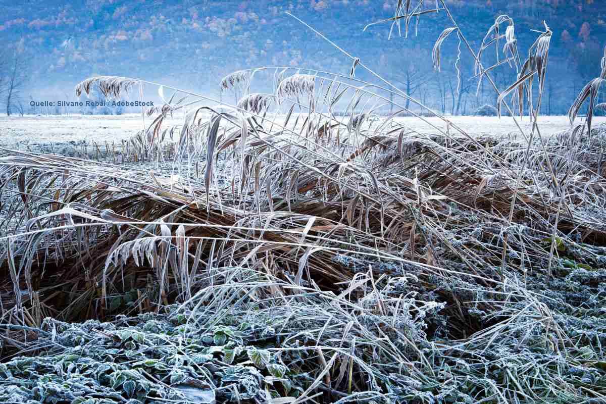 Bodenfrost in Mittelgebirgstälern: Gärtner müssen vorsorgen