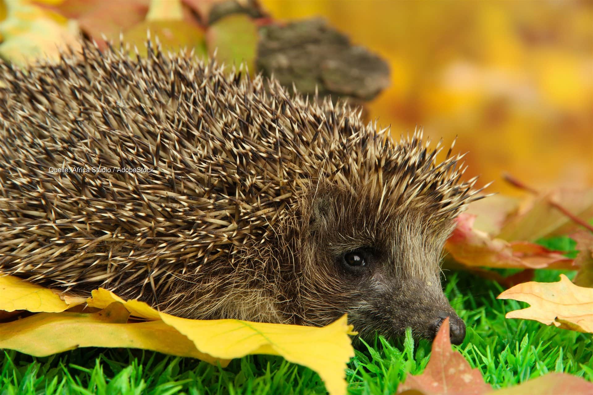 Nach dem Dürresommer: Igel zu leicht für den Winterschlaf
