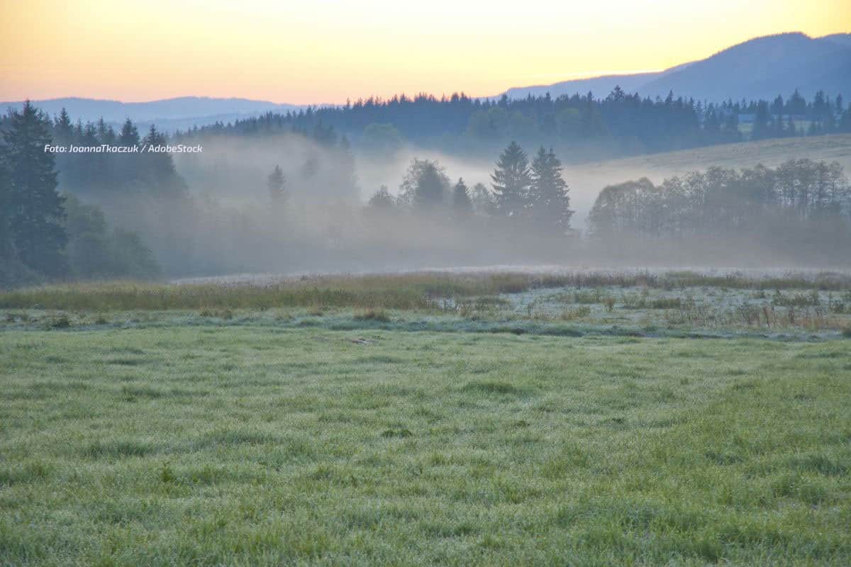 Nebel auf Deutschlands Landstraßen: Wildunfälle nehmen zu