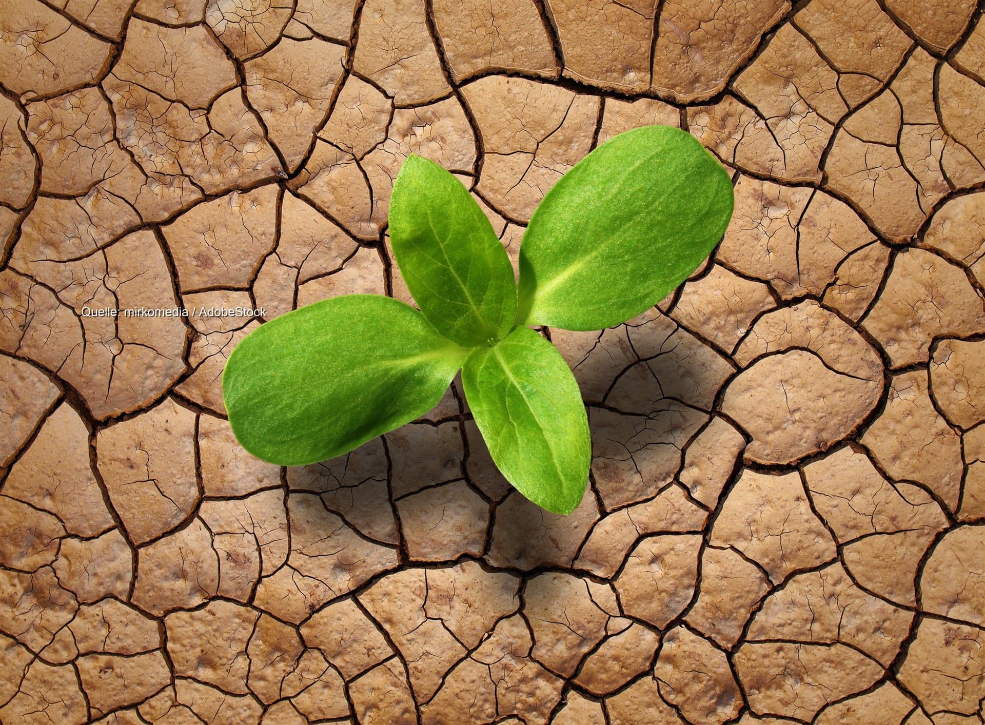 Dürre im Süden: Wintersaat keimt zögerlich, Regen bleibt aus