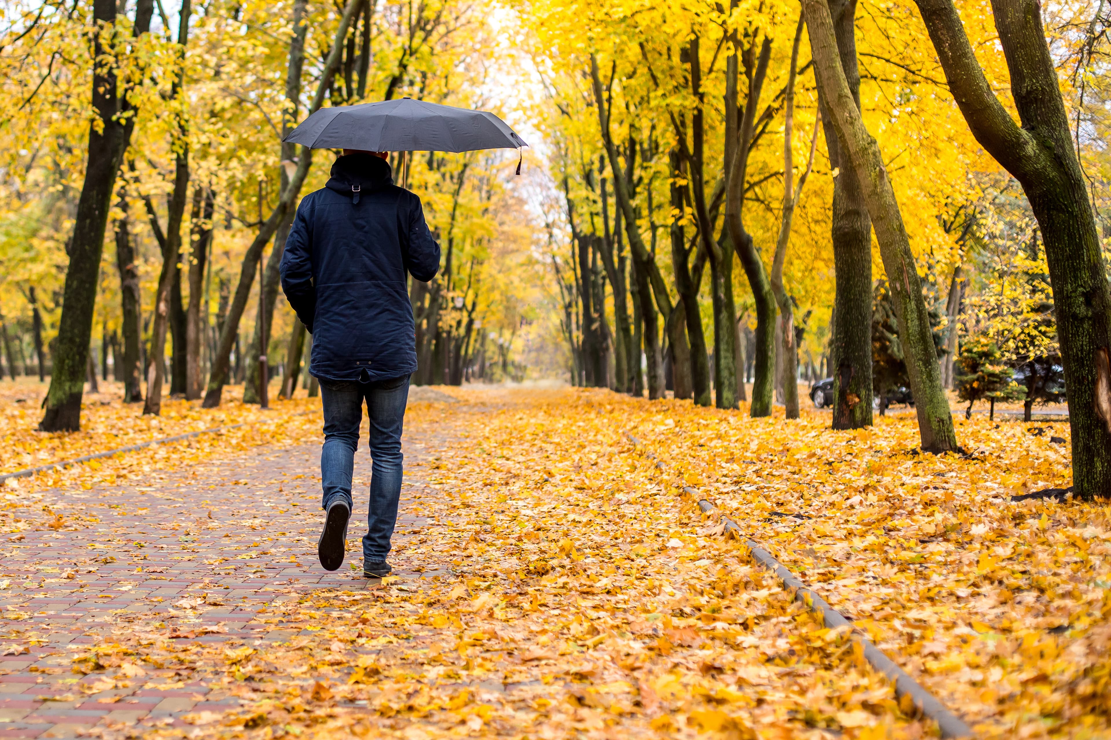 Der astronomisch Herbst beginnt am 22.09.2024 um 14:43 Uhr MESZ in Deutschland und startet pünktlich als Vollherbst durch!