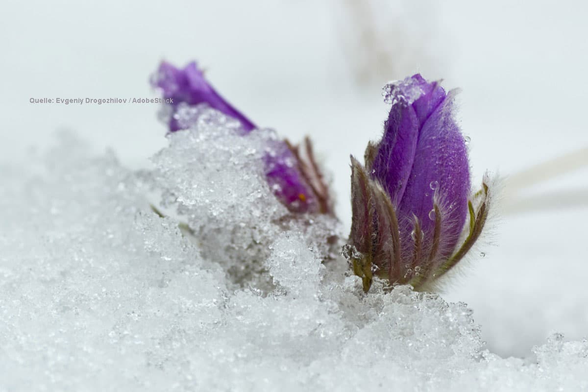 Wenn der Frühling immer früher kommt – Wie der Klimawandel unsere Natur verändert