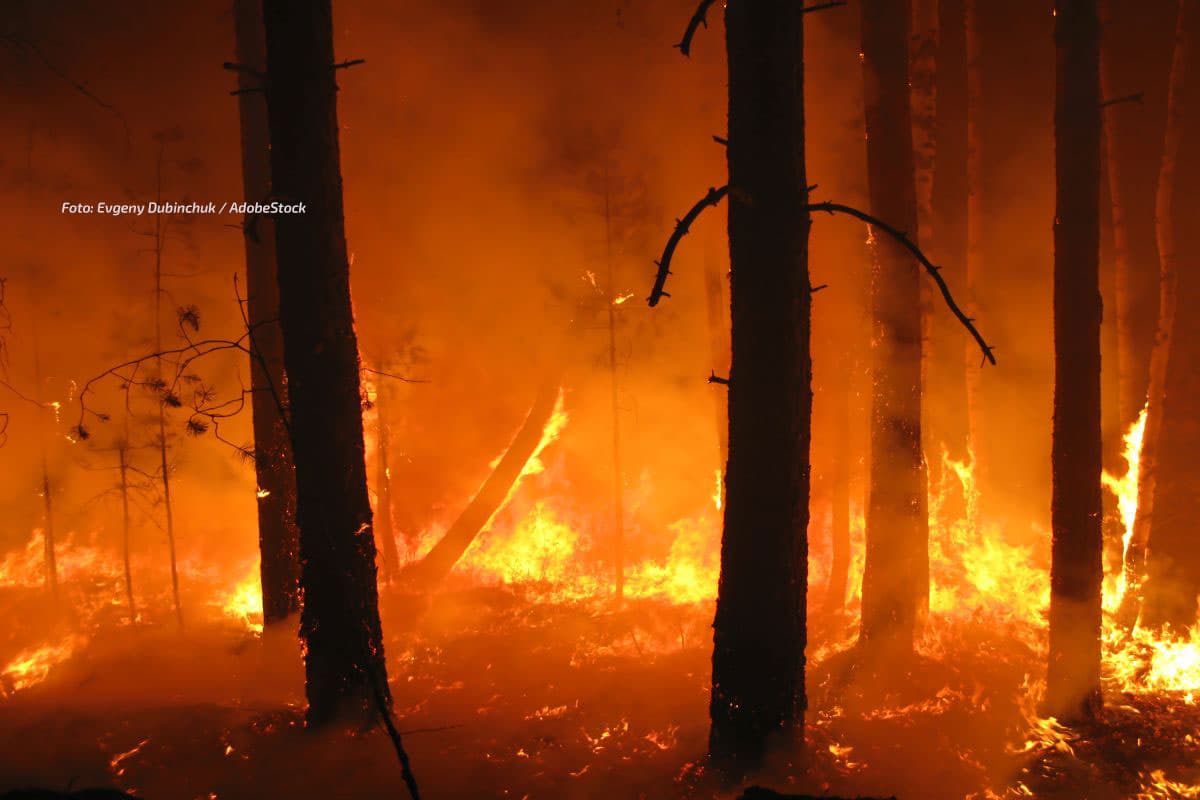 Drittwärmster August weltweit – Hitzewelle und Waldbrände im Südwesten Europas