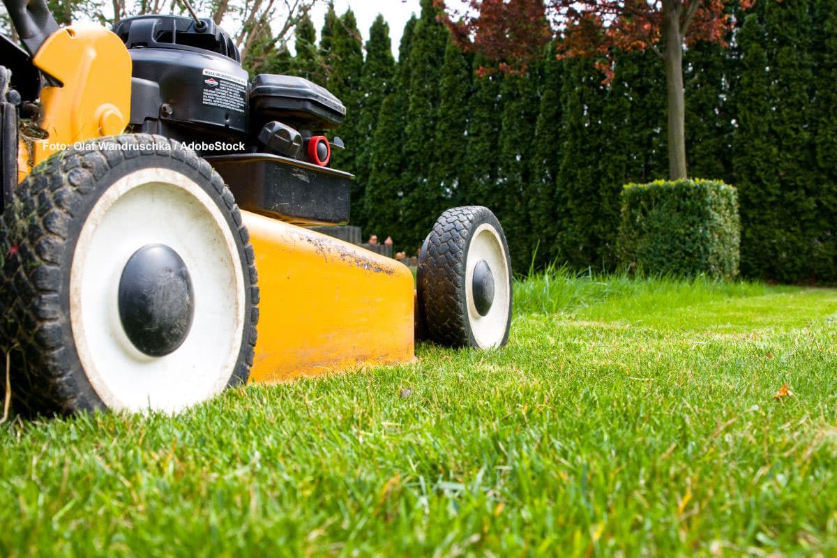 Eichhörnchen in Gefahr: So bedrohen Trockenheit und Gartenwahn ihre Existenz!