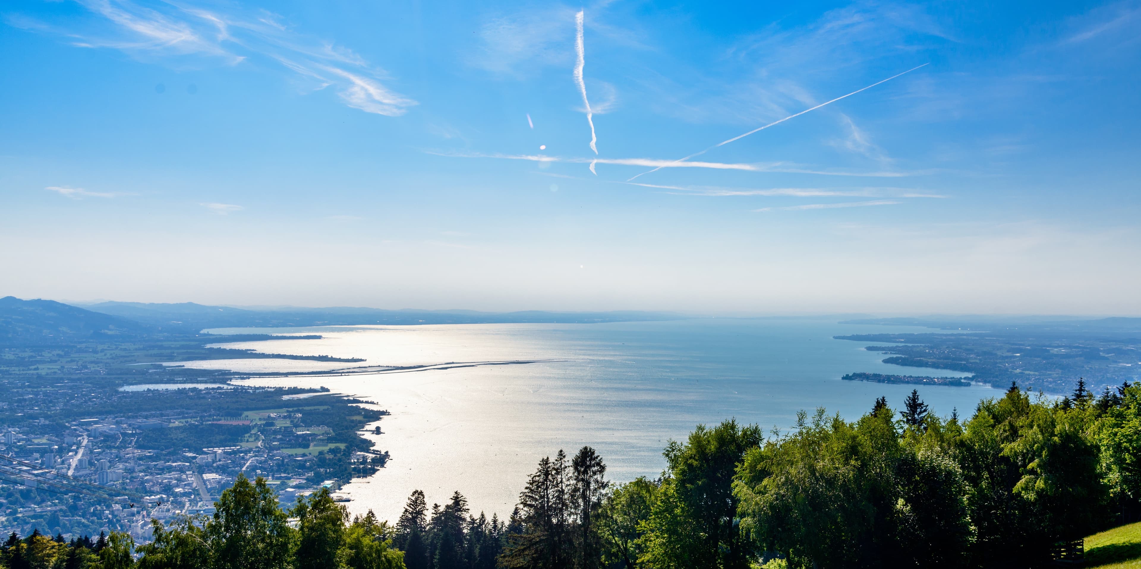 Niedrigwasser im Bodensee bedroht das seltene 'Bodensee-Vergissmeinnicht' – eine endemische Pflanze, die weltweit nur am Bodensee vorkommt!