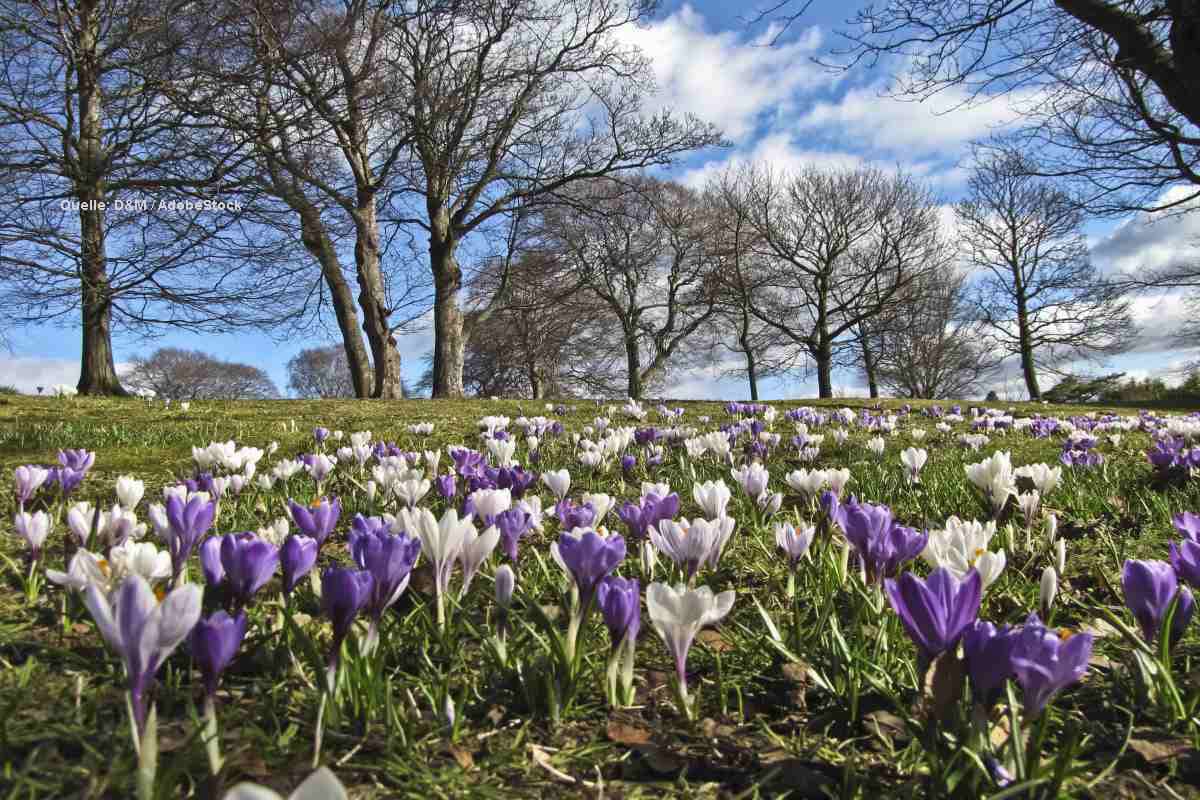 Frühlingshauch im Februar: Knacken wir bald die 20-Grad-Marke?