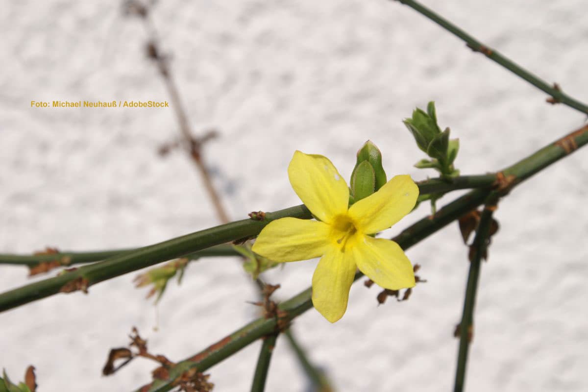 ?️ Februar dreht auf: Jetzt kommt der Vorfrühling!
