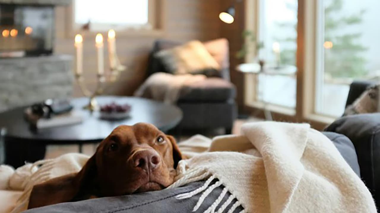 Dänemark mit Hund entdecken: Tipps für einen entspannten Urlaub