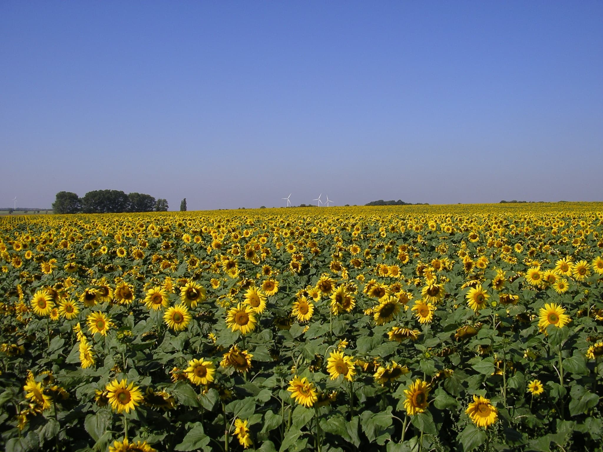 Glut im Süden, milder Norden